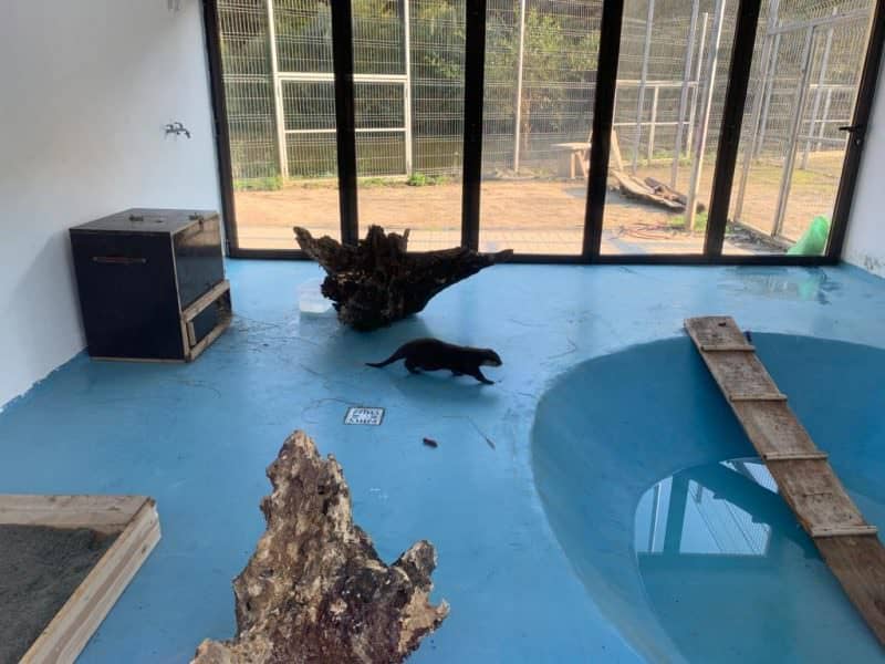 foto doi locuitori noi la zoo sibiu: o vidră și un crocodil de trei metri