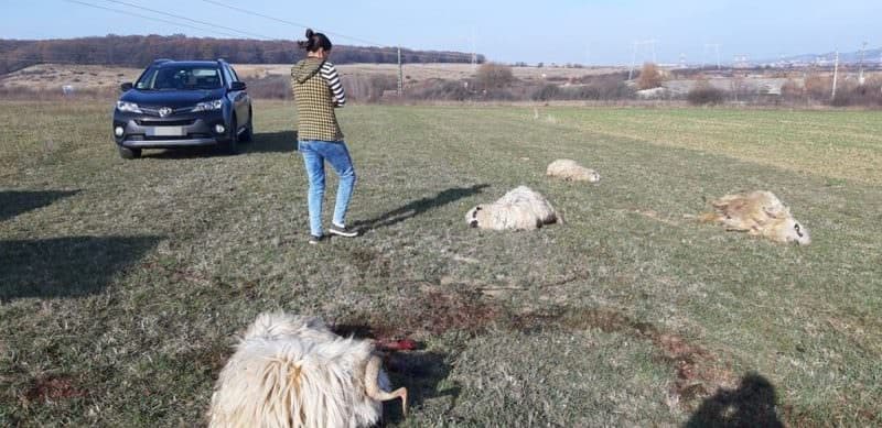 foto cruzime fără margini la veștem – un bărbat a omorât cu mașina mai multe oi