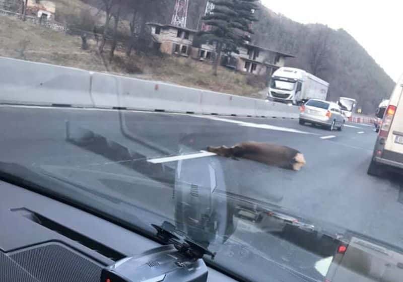 FOTO Căprioară lovită de un camion pe Valea Oltului