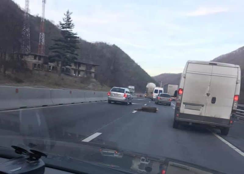 FOTO Căprioară lovită de un camion pe Valea Oltului