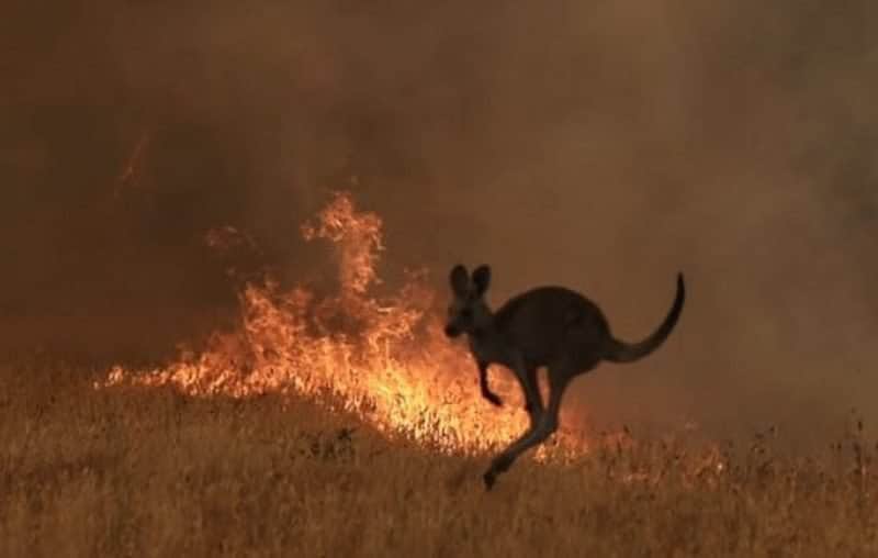 dezastru în australia - peste 500 milioane de animale ucise de incendiile devastatoare