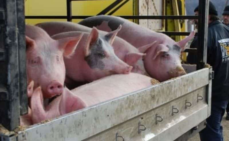 focar de pestă porcină la o fermă din veștem. aproape 2.000 de porci vor fi uciși prin gazare