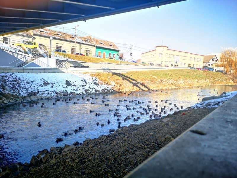 foto sute de rațe sălbatice plutesc pe cibin - sibienii le hrănesc și se bucură de imaginile rare