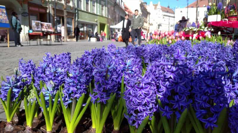 foto: pietonala bălcescu, plină cu mărțișoare - florile din săpun și din foi de porumb, atracția primăverii