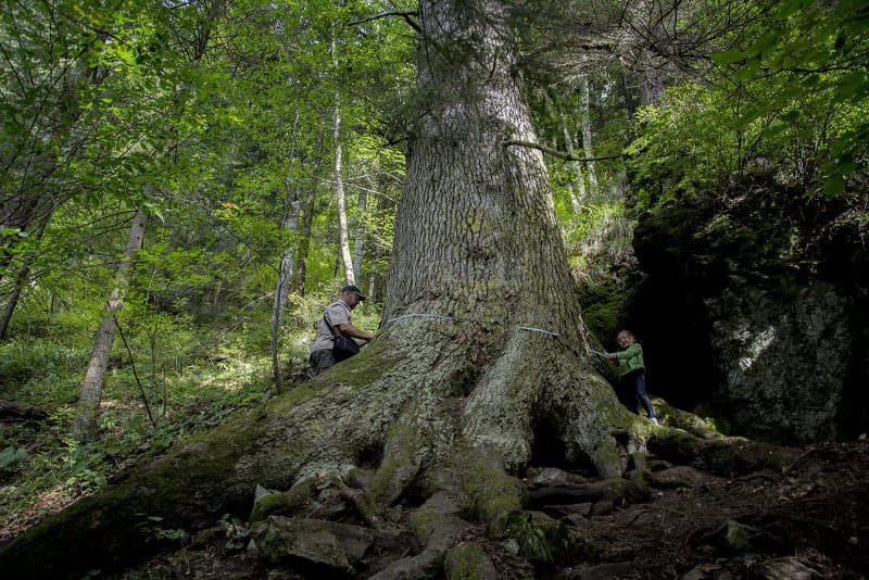 foto: arborele european al anului poate fi din sibiu - ultima zi de vot