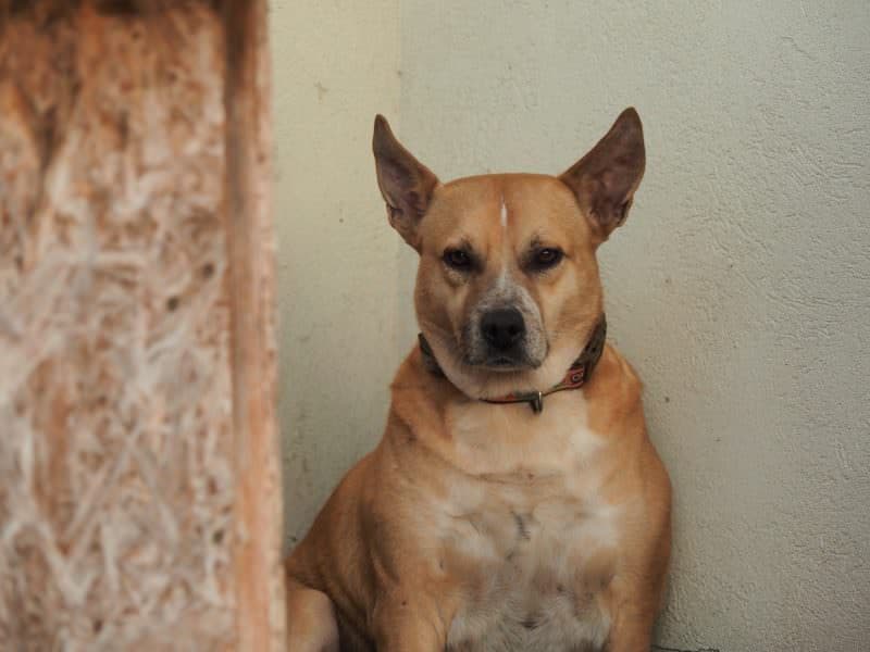 VIDEO FOTO Împreună am reușit - Bonnie a fost adoptată după ce i-am spus povestea aici. Sissi încă speră