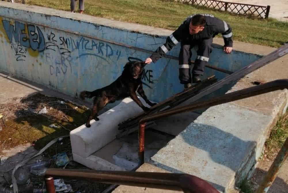 foto - câine salvat de pompieri dintr-un ștrand la agnita