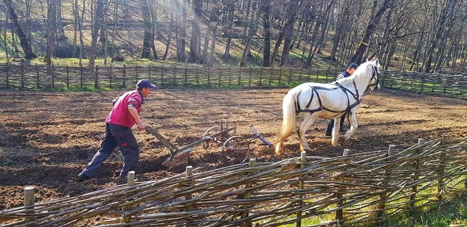 FOTO: Muzeul în aer liber în pandemie - Se lucrează pământul și se fac pregătiri pentru redeschidere