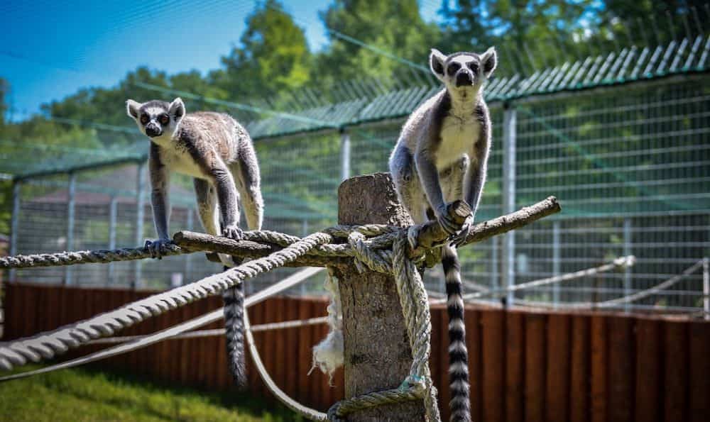 video foto sibienii petrec duminica în aer liber - cozi la grădina zoologică și la muzeul satului