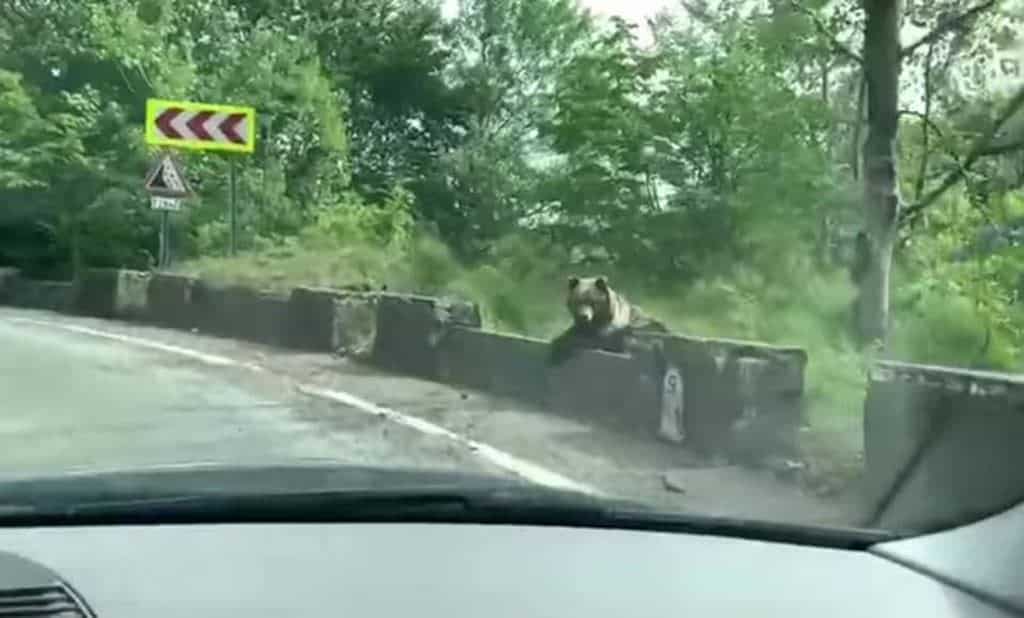 Urs fotografiat la marginea drumului pe Transfăgărășan