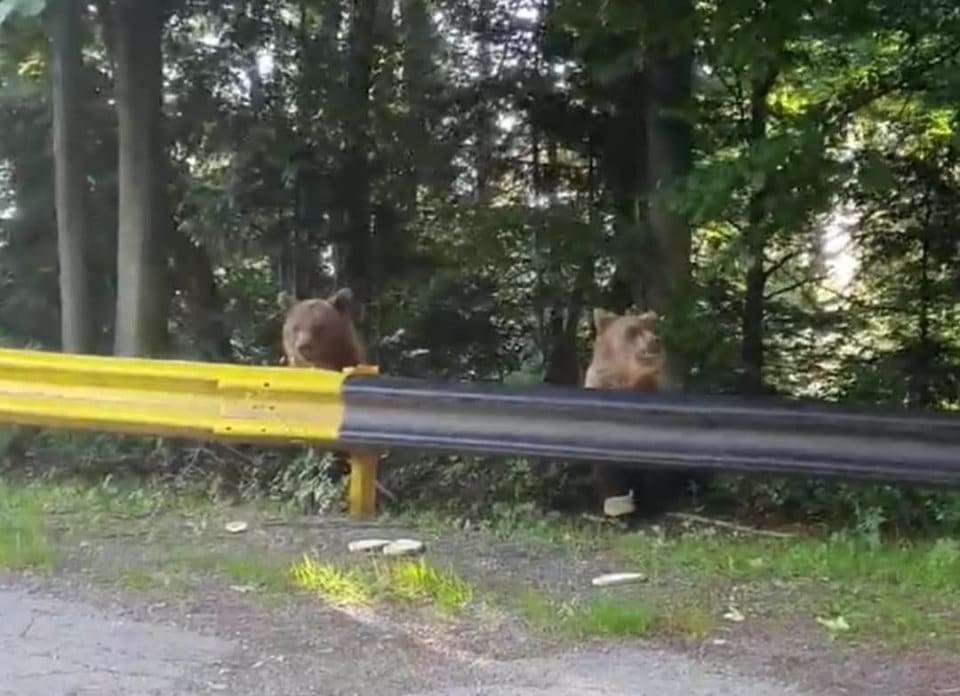 VIDEO Întâlnire cu urșii pe Transfăgărășan - Reacția turiștilor la vederea animalelor sălbatice