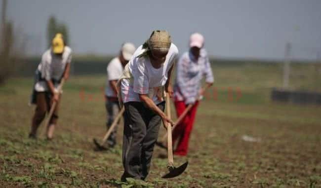 plata cas pentru zilieri va fi anulată - ce spune ministrului agriculturii