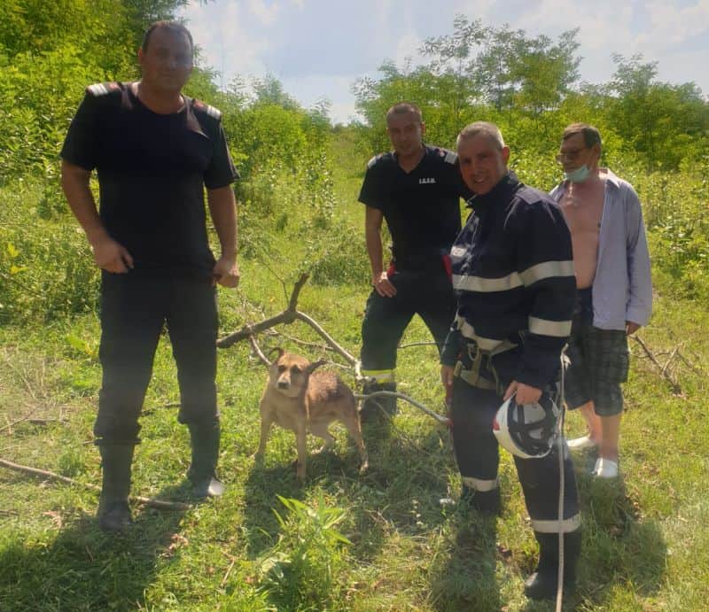 foto câine salvat de pompierii medieșeni dintr-o fântână dezafectată