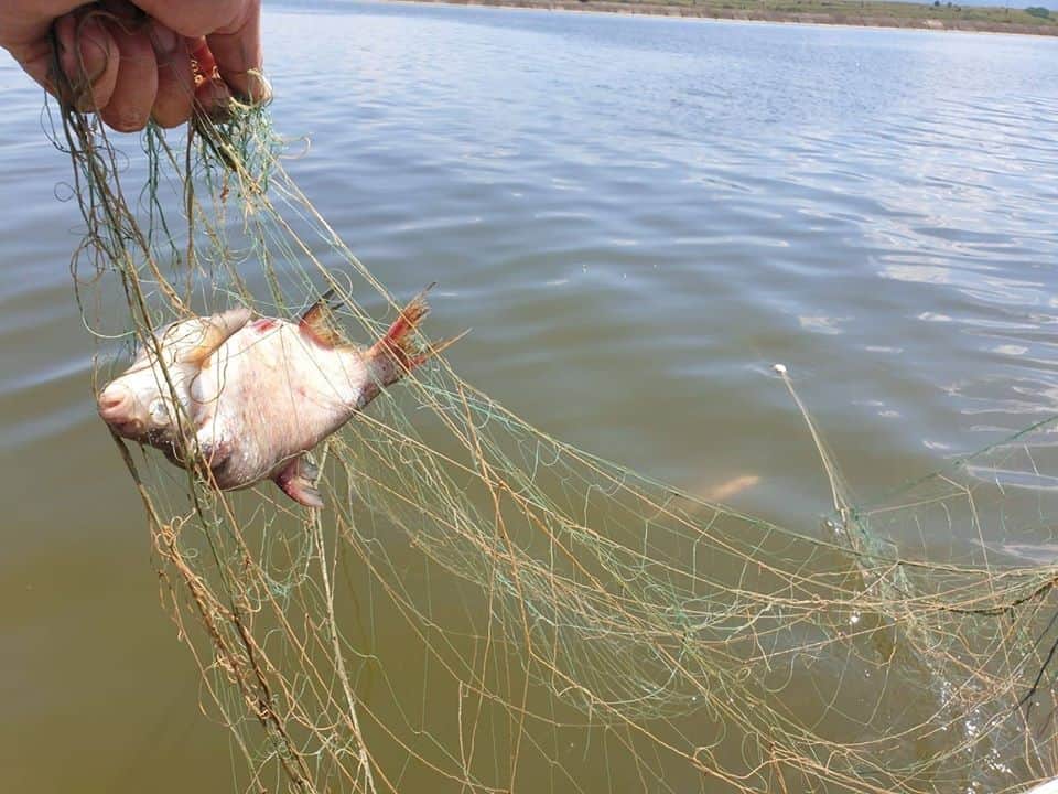 foto genocid piscicol pe olt la avrig - sute de kilograme de pește prinse în plasele braconierilor