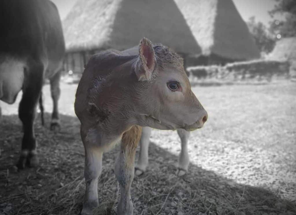 un nou membru în familia muzeului în aer liber - faceți cunoștință cu joița