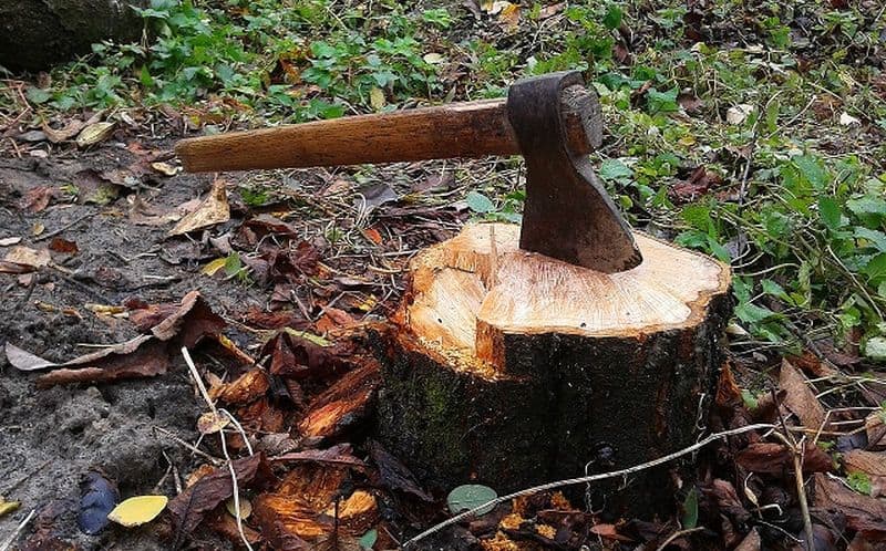 trei tineri au furat lemne din pădure cu căruța