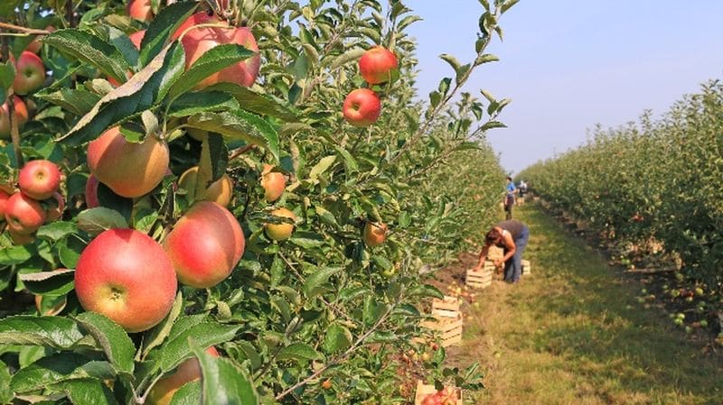 ulbs produce suc din mere culese de la propria fermă - este deja pe piață