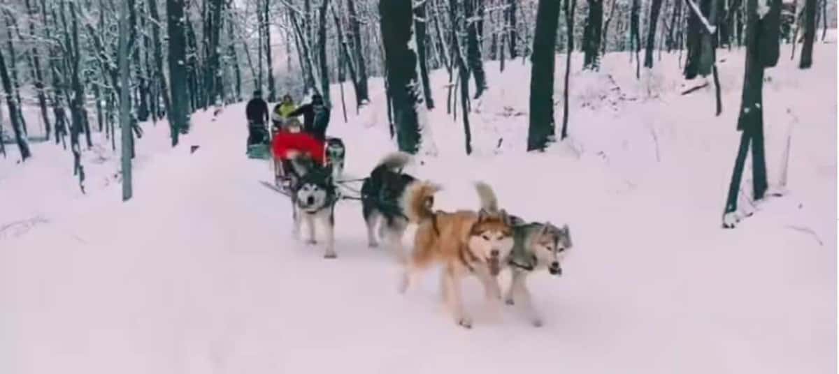 VIDEO - Inedit la Muzeul în Aer Liber - Plimbări cu săniile trase de câini