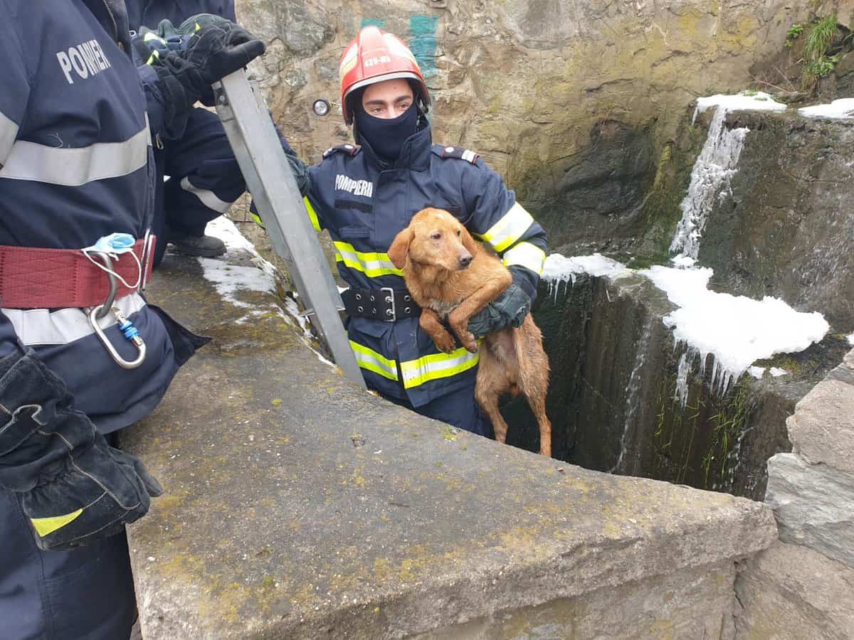 FOTO Misiuni speciale pentru pompierii sibieni - Au salvat un câine și două pisici