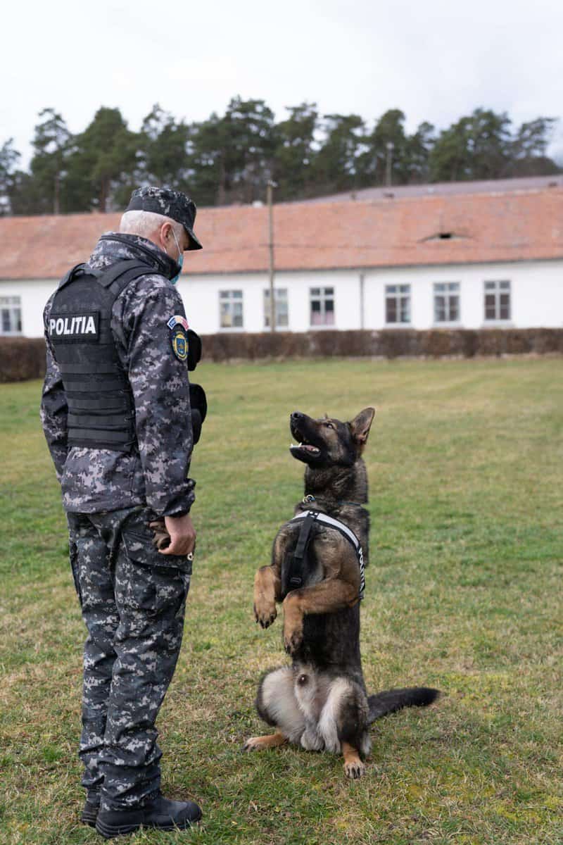 FOTO - Unic în România - La Sibiu sunt antrenați singurii câini care detectează bolnavii cu Covid-19