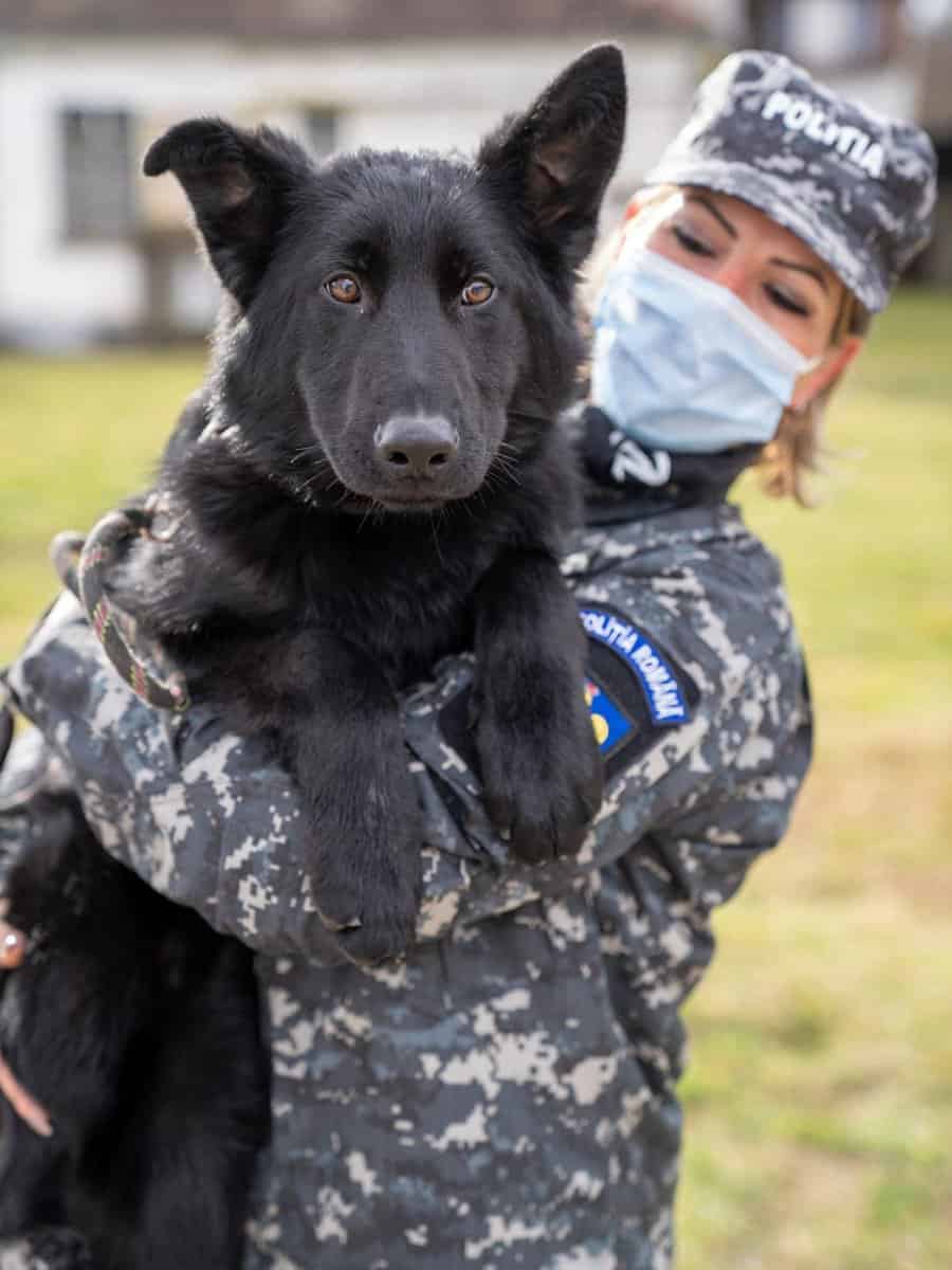 FOTO - Unic în România - La Sibiu sunt antrenați singurii câini care detectează bolnavii cu Covid-19