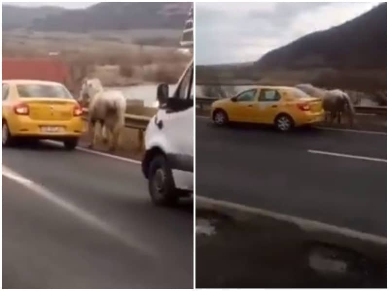 video - made in boița - cal "tractat" de un taxi la intrarea pe valea oltului