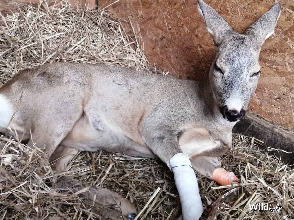 FOTO: Căprioară lovită de o mașină, salvată de o asociație din Sibiu