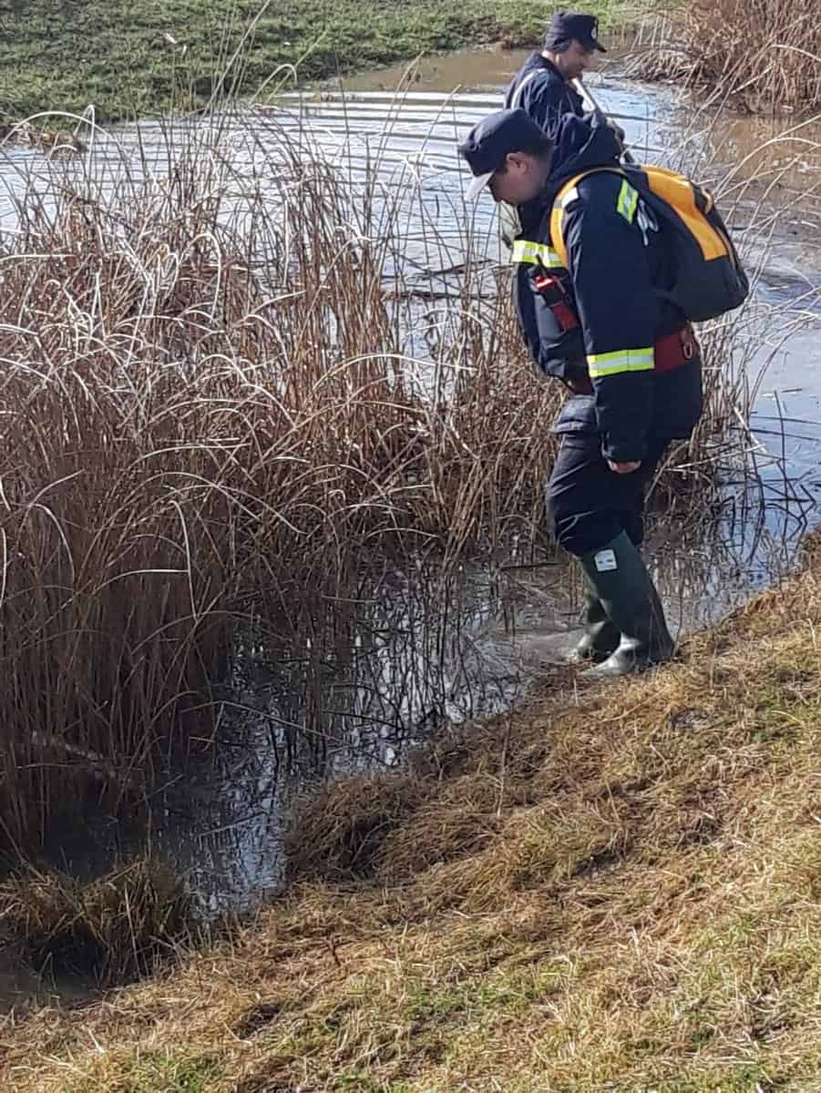 video: câini din sibiu trimiși la arad ca să caute un copil dispărut