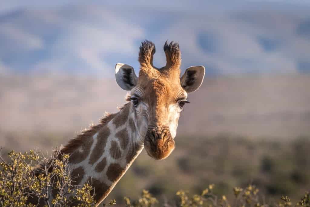 singura girafă care putea fi văzută în românia a murit