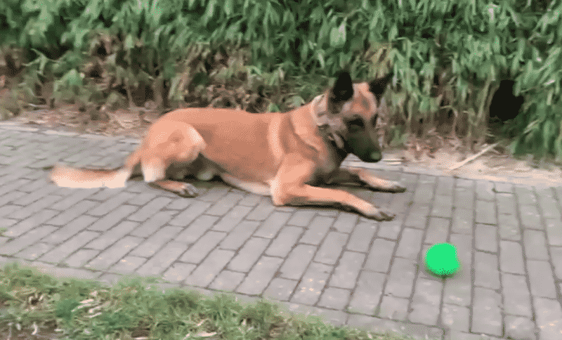 video – câine dresat la sibiu, vedeta poliției în belgia. chaos depistează persoanele infectate cu covid