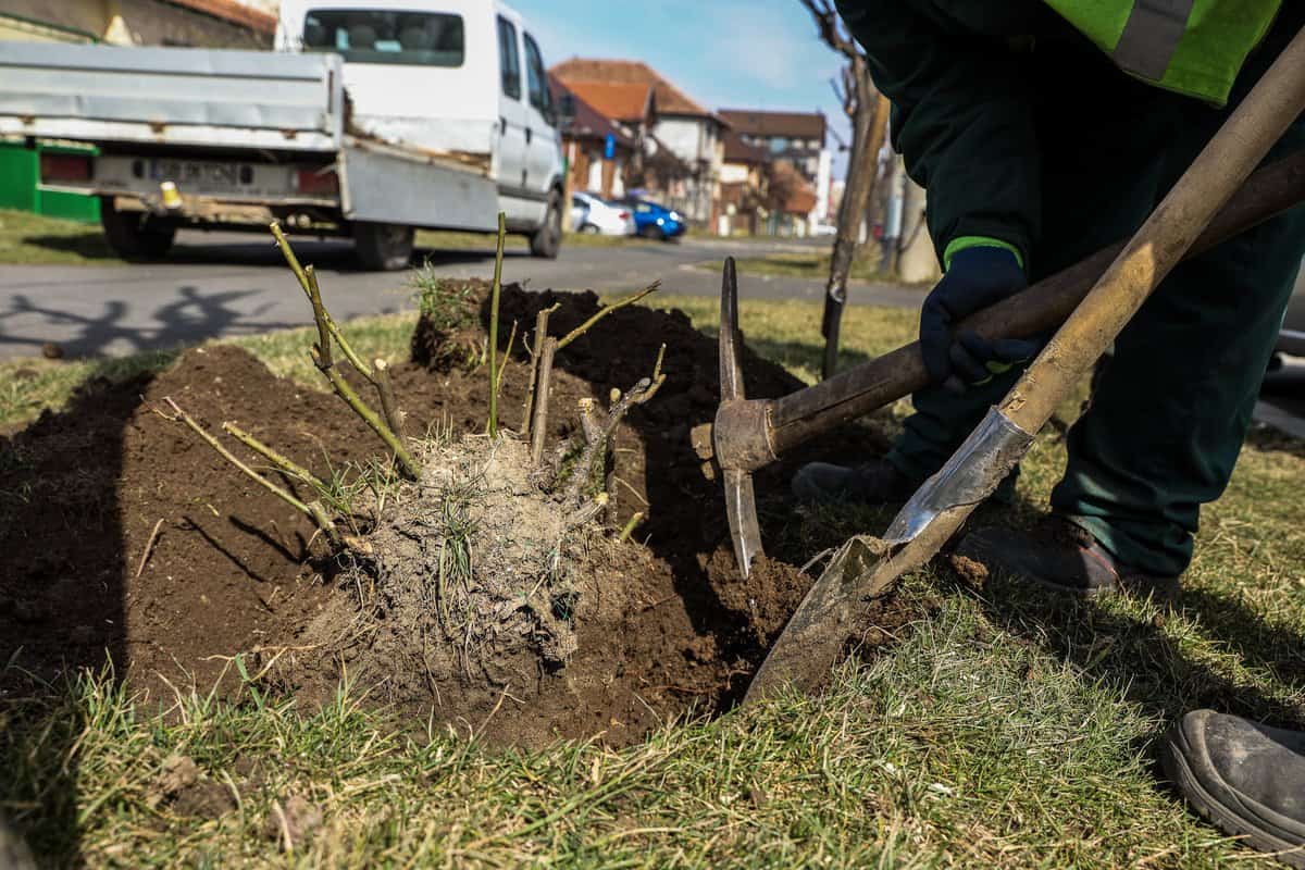 foto: au început lucrările de modernizare pe calea dumbrăvii - prima etapă: protejarea vegetației