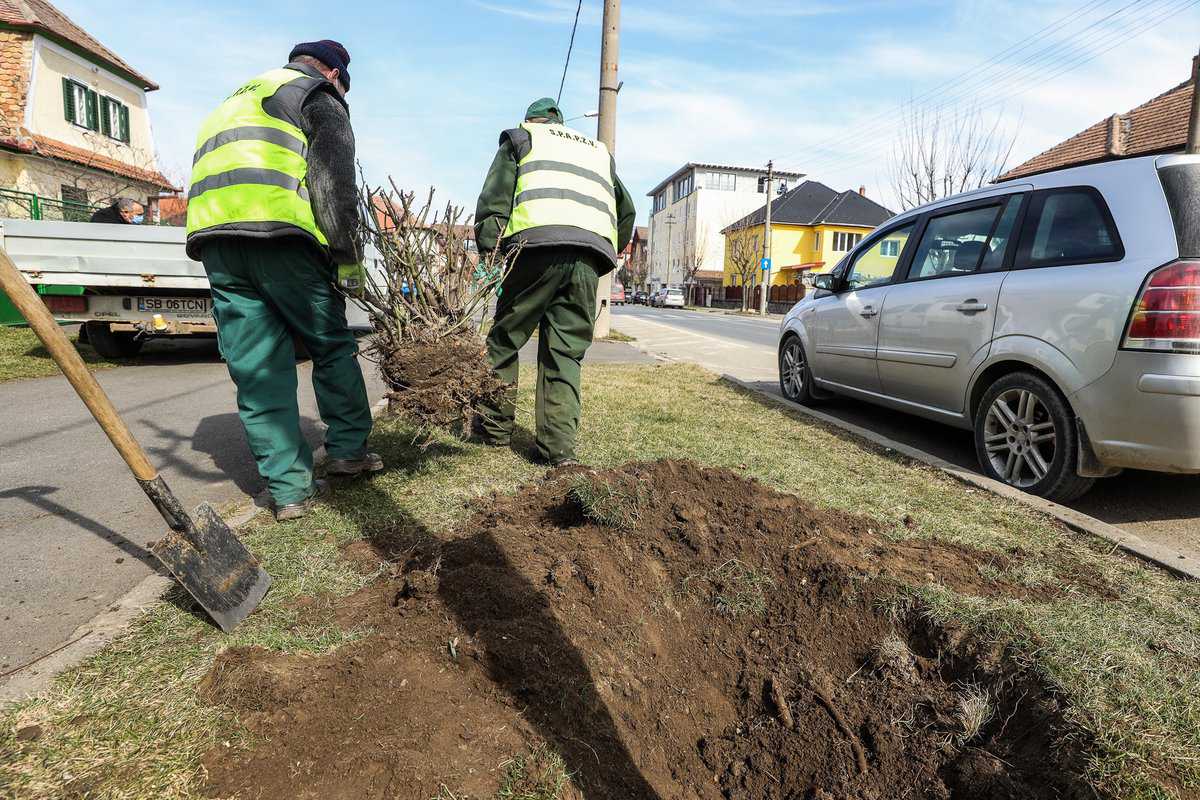 foto: au început lucrările de modernizare pe calea dumbrăvii - prima etapă: protejarea vegetației