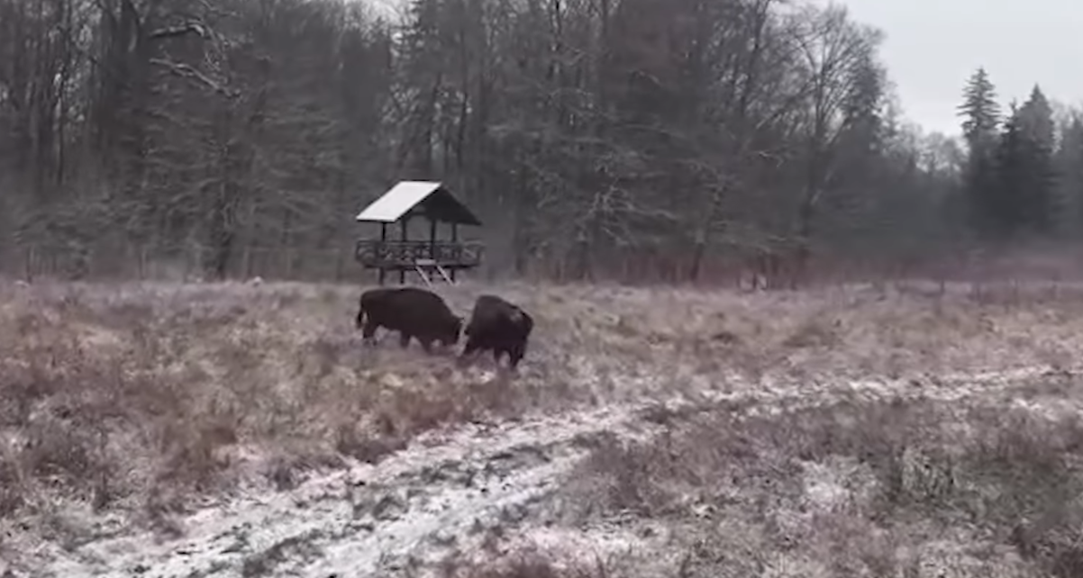 luptă între zimbri filmată în parcul natural vânători neamț