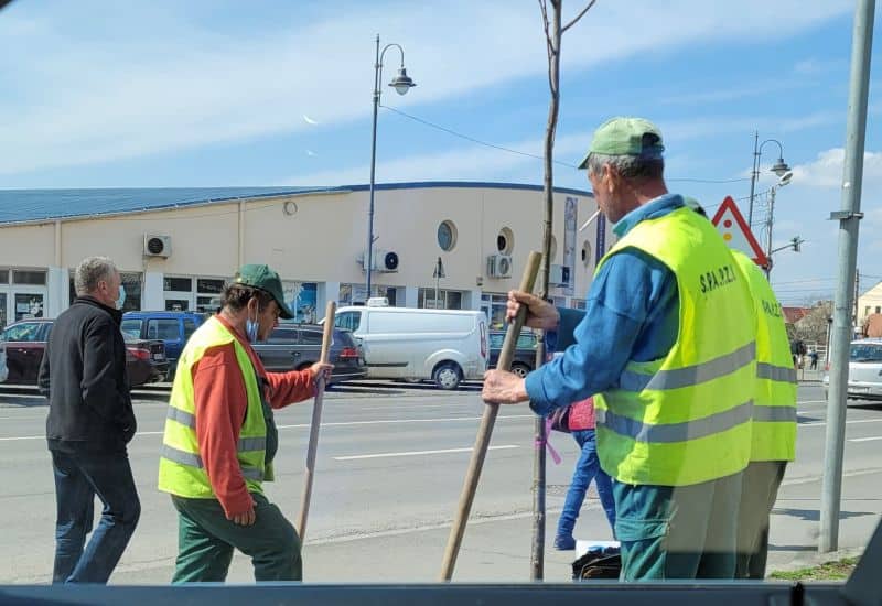 foto - angajați ai primăriei sibiu cu masca sub bărbie, la plantat de copaci