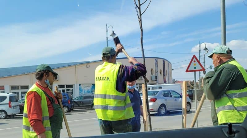 foto - angajați ai primăriei sibiu cu masca sub bărbie, la plantat de copaci