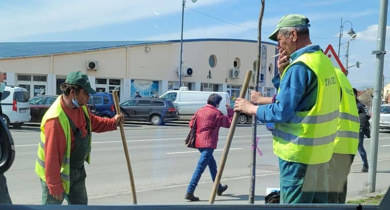 foto - angajați ai primăriei sibiu cu masca sub bărbie, la plantat de copaci