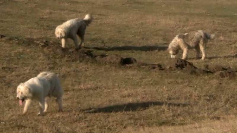 caz revoltător - persoană atacată și mușcată de câini în câmp lângă troiță