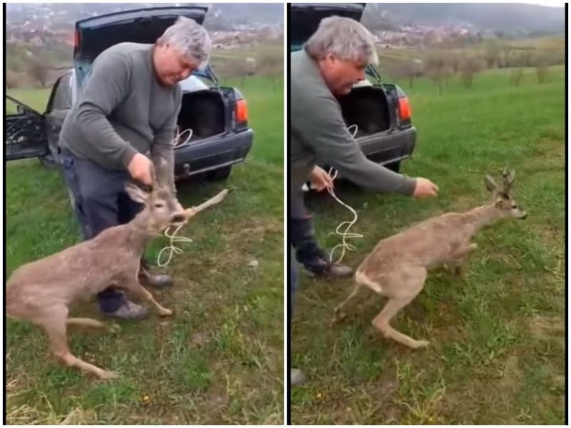 video căprior înțepenit într-o mlaștină la bradu, salvat de câțiva vânători