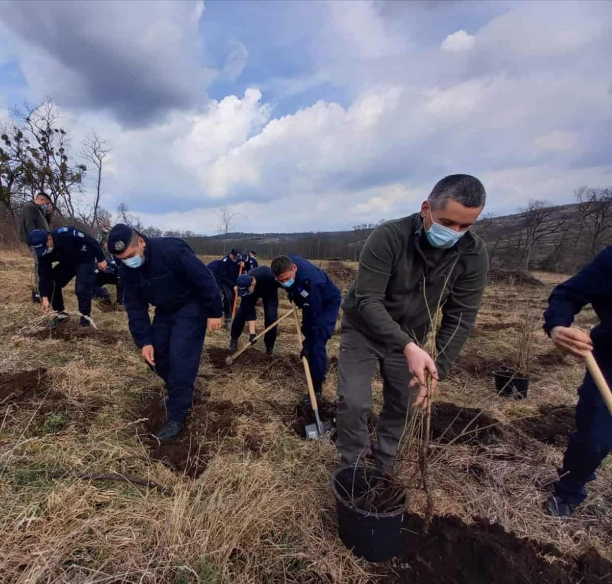 foto: jandarmii au plantat 171 de stejari în daia