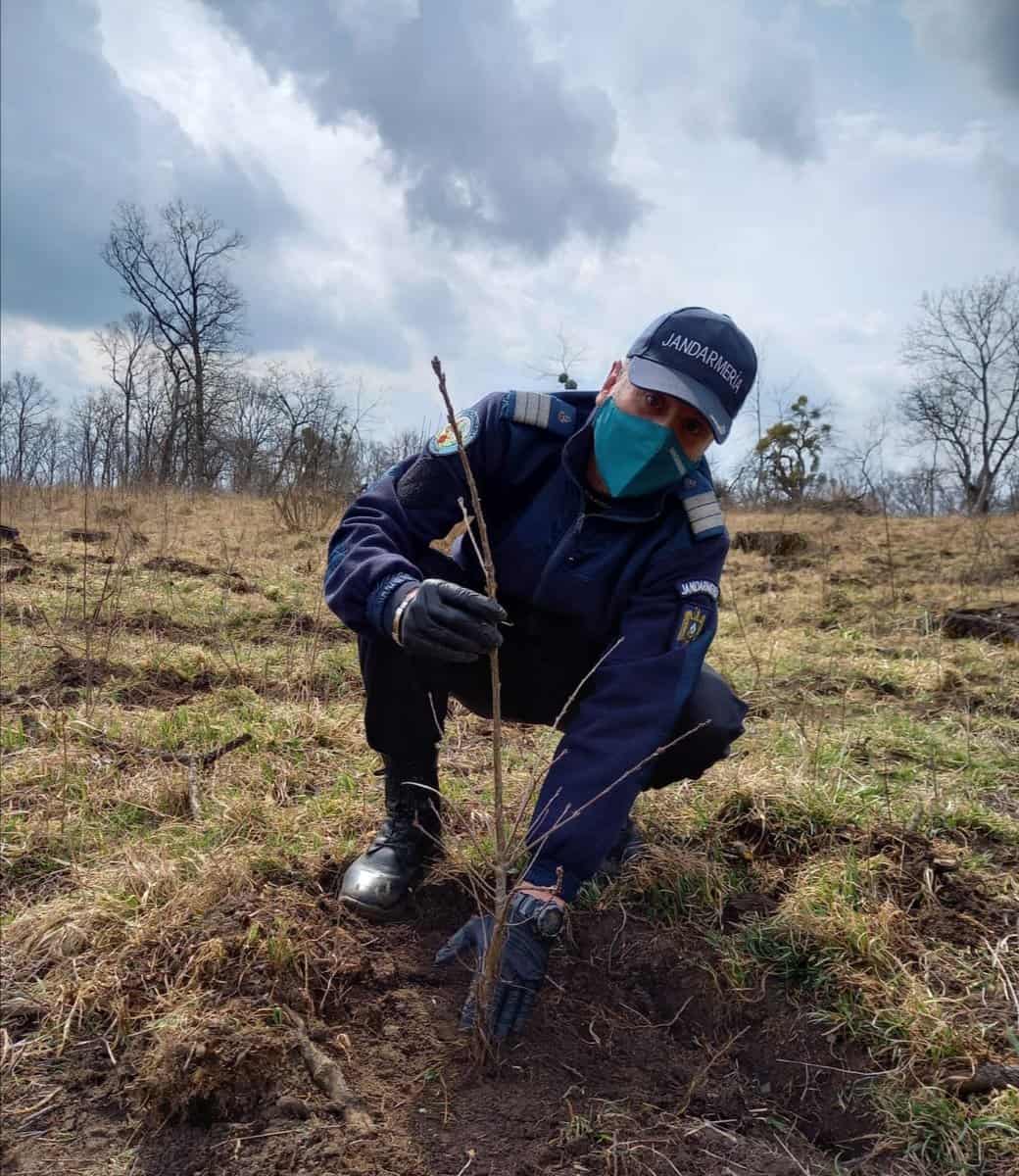 foto: jandarmii au plantat 171 de stejari în daia