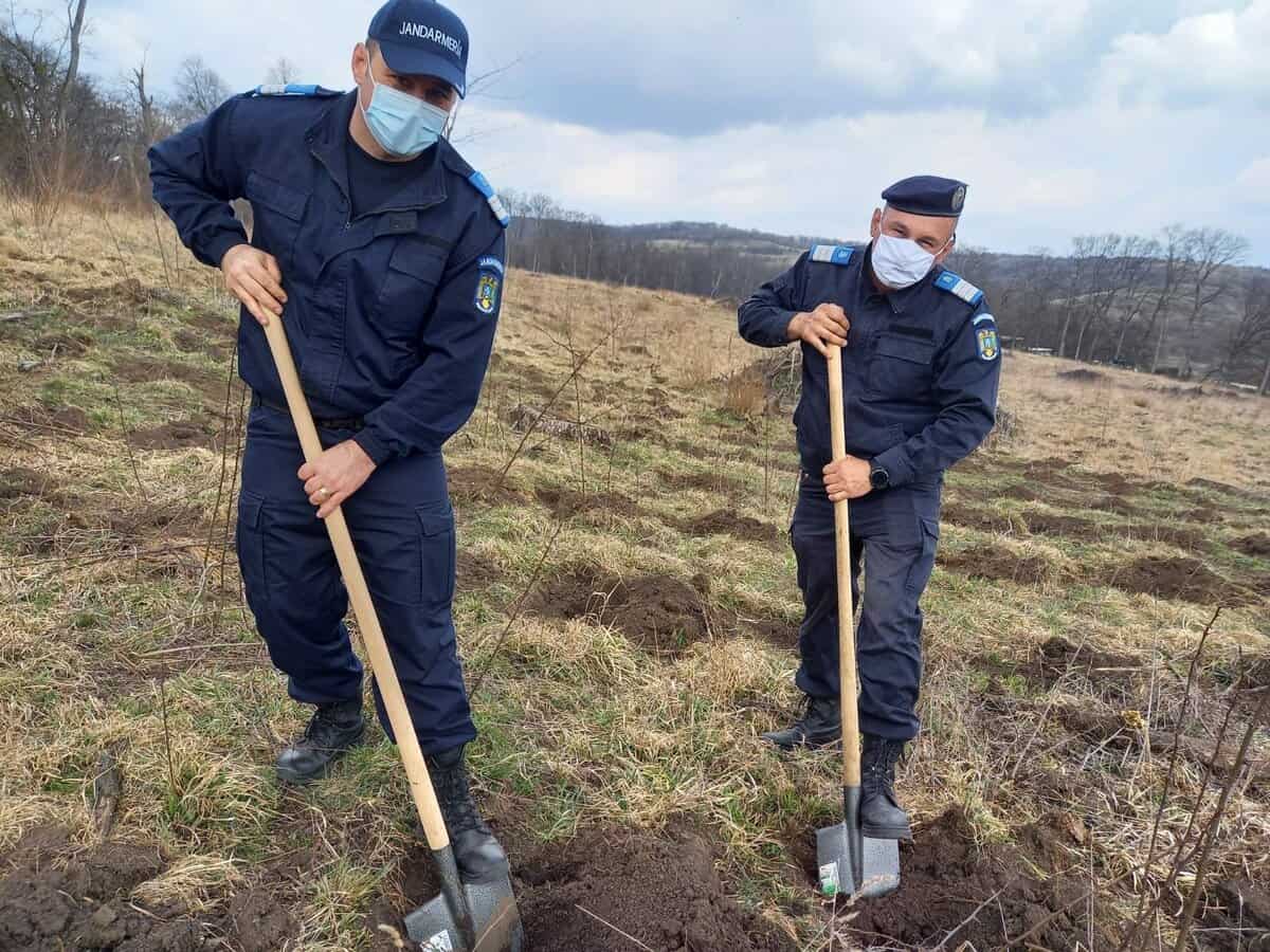 foto: jandarmii au plantat 171 de stejari în daia