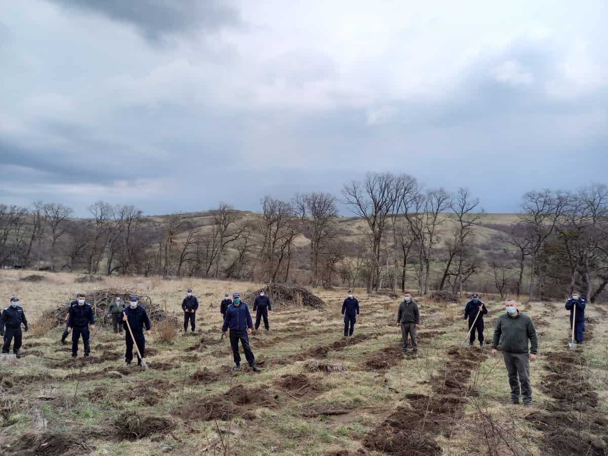 foto: jandarmii au plantat 171 de stejari în daia