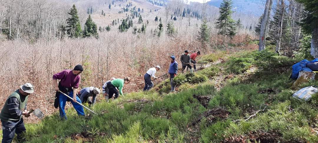 UPDATE: Acțiune masivă de plantare la Porumbacu de Jos. Fără mască