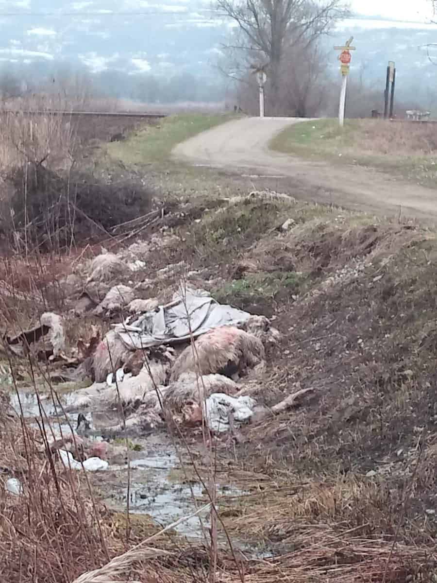 foto: animale moarte aruncate într-un șanț la sărata - „sunt de o săptămână acolo”