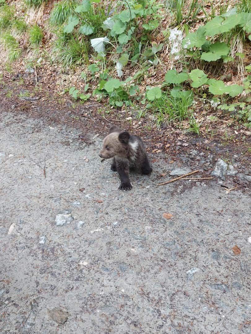 video - pui de urs salvat la porumbacu de sus - va fi dus la zoo sibiu