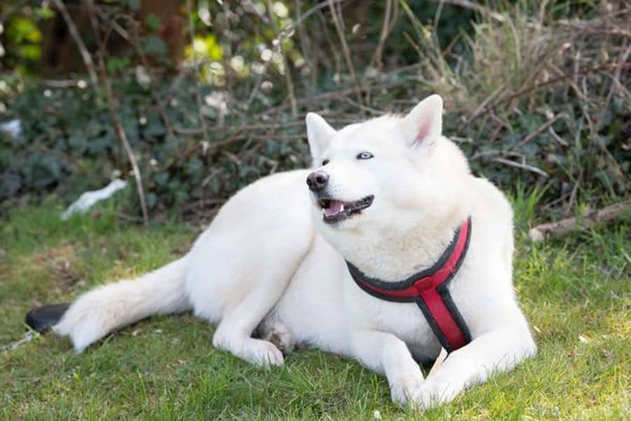 video: un câine husky a salvat un bebeluş abandonat într-un parc