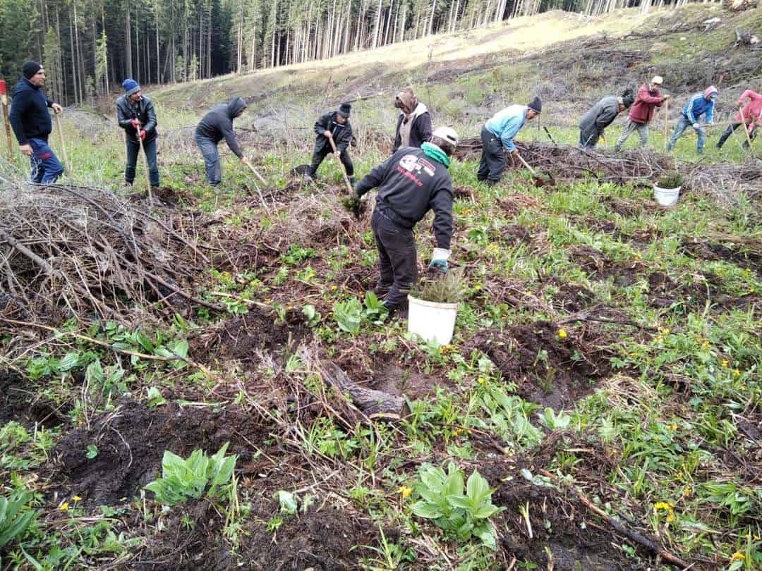 acțiune de împădurire la rășinari - au fost plantați peste 55.000 de puieți