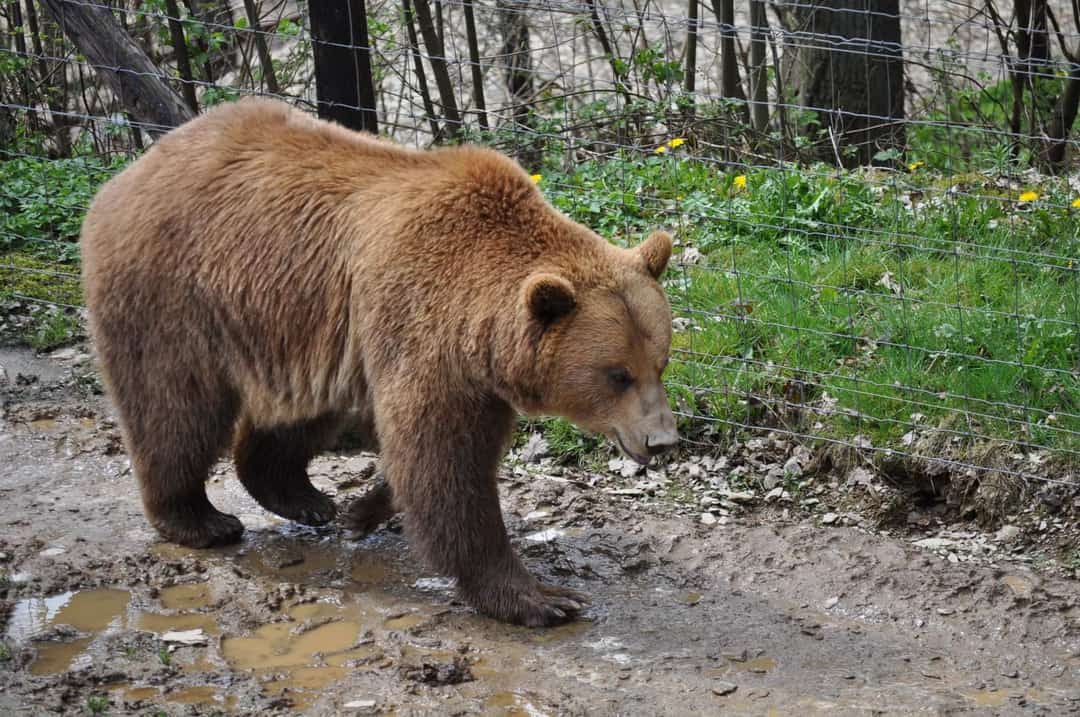 urs în gradina unui localnic la gura râului - au fost chemați vânătorii