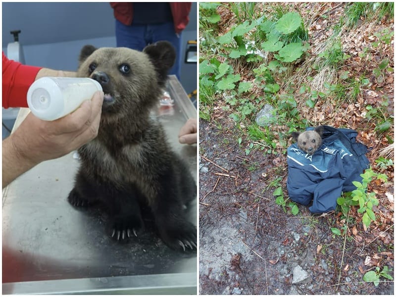 video - pui de urs salvat la porumbacu de sus - va fi dus la zoo sibiu