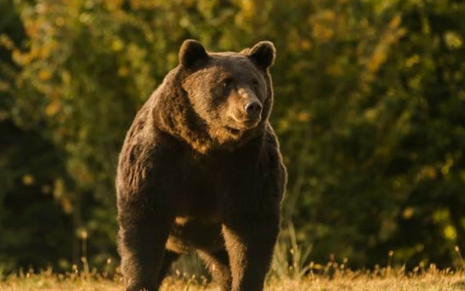 cât costă să împuști un urs în românia - tarifele sunt uriașe